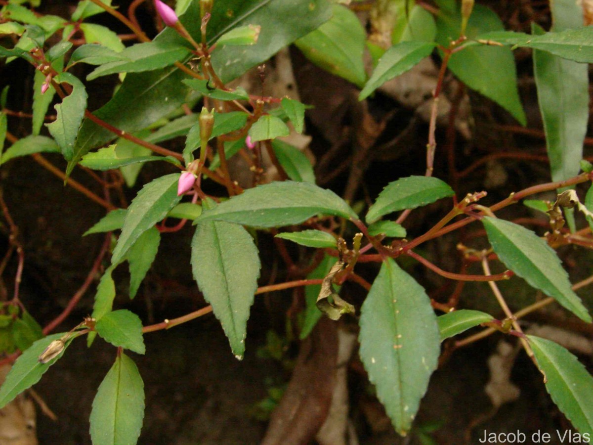 Sonerila rhombifolia Thwaites